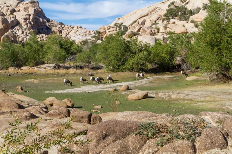 Some bighorn sheep at Barker Dam