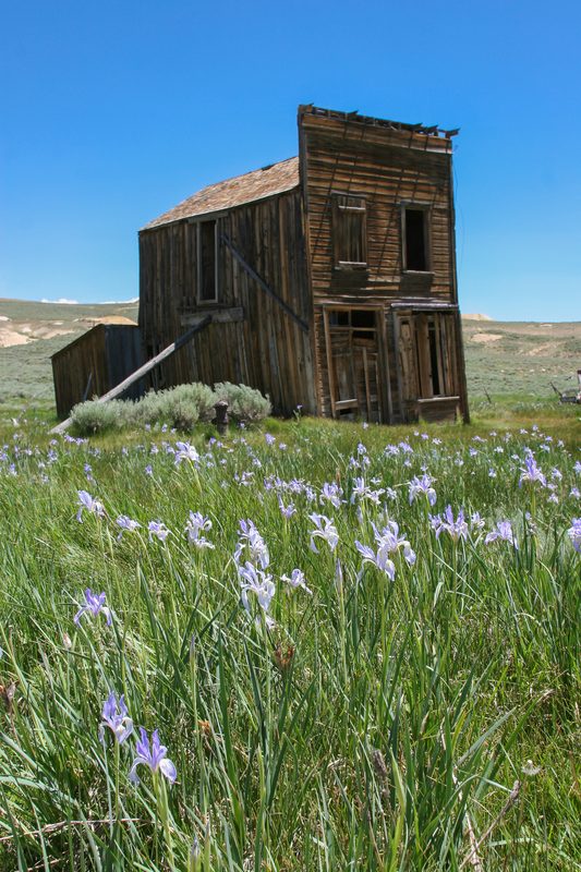 Swazey Hotel with irises.