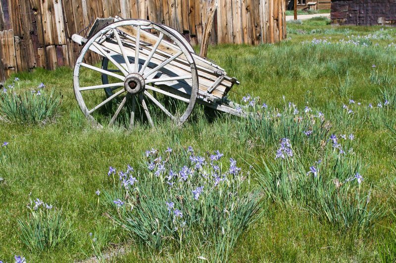 Wagon and irises.