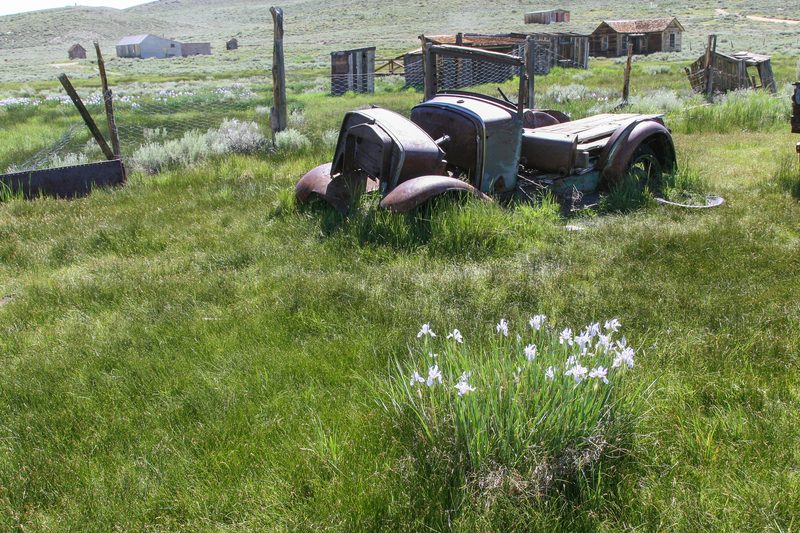 Car and irises.